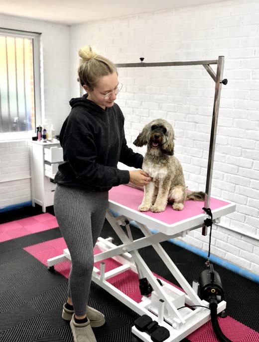 A groomer working on a small curly-coated dog on a pink hydraulic grooming table