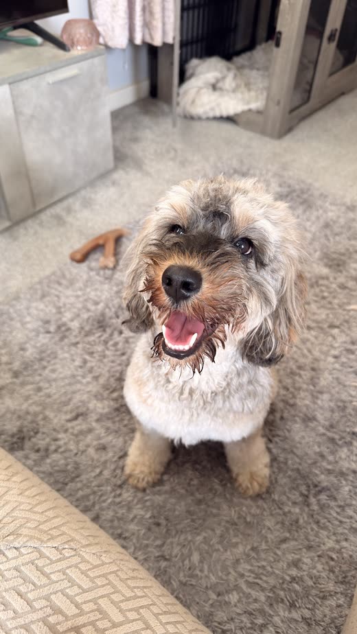 A freshly groomed scruffy terrier-cross sitting and looking up at the camera